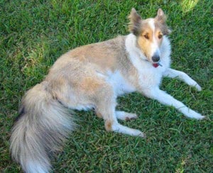 45502875 shaveddogs019