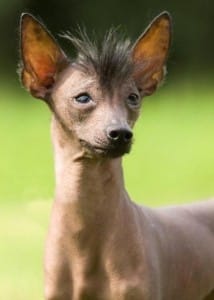 chiennumexique