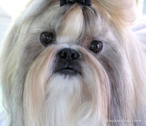 lhasa apso