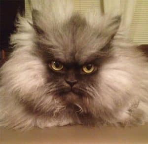 ColonelMeow_2