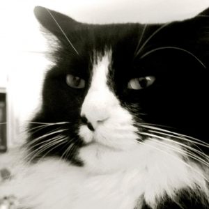 Henri-le-Chat-Noir