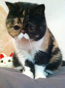 PUDGE