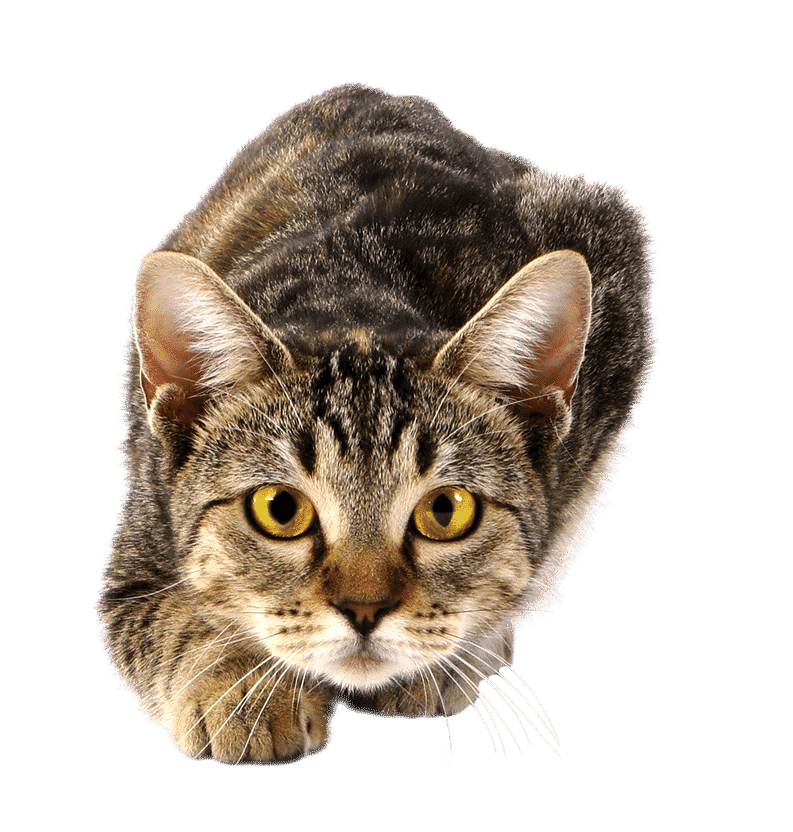 Accueil 25 CHAT final