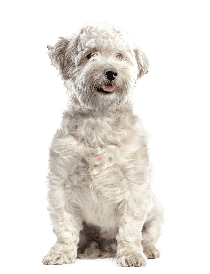 Accueil 24 dog