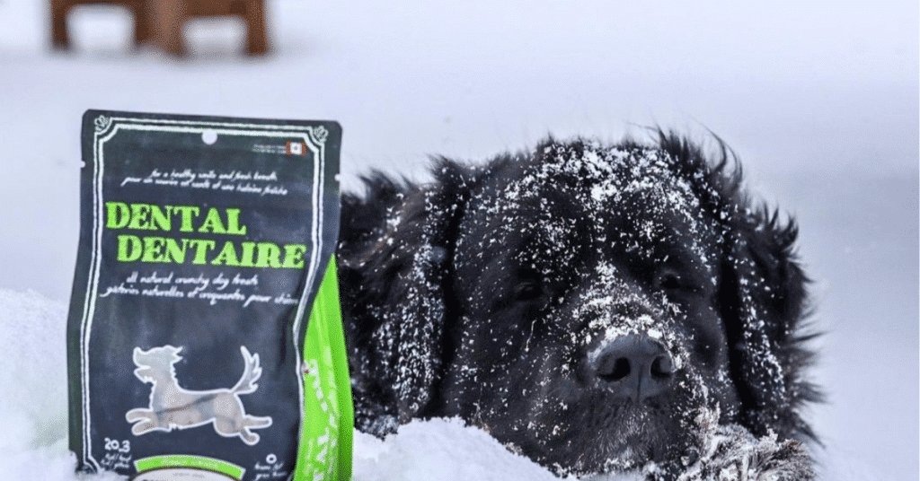 Votre animal a-t-il besoin de motivation pour se faire nettoyer les dents? 3 yufyu