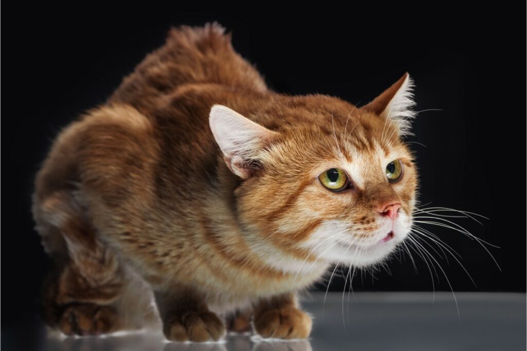 LA PEUR CHEZ LE CHAT 1 1