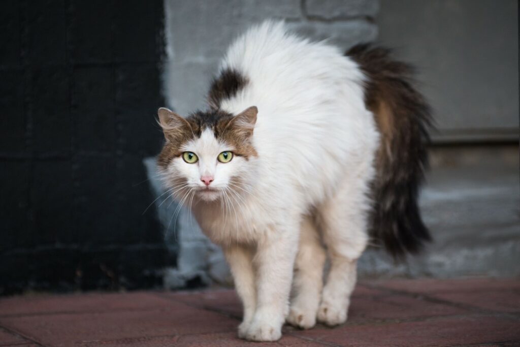 LA PEUR CHEZ LE CHAT 3 3