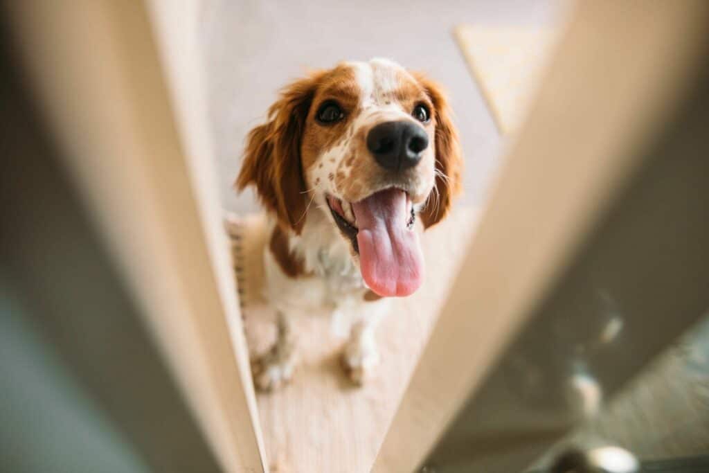 LES CHIENS PLEURENT DE JOIE LORSQU’ILS RETROUVENT LEUR HUMAIN! 3 Photo blog 3