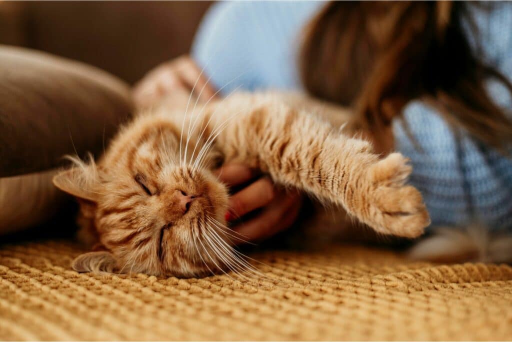 COMMENT DIRE À VOTRE CHAT QUE VOUS L’AIMEZ? 3 Article 3