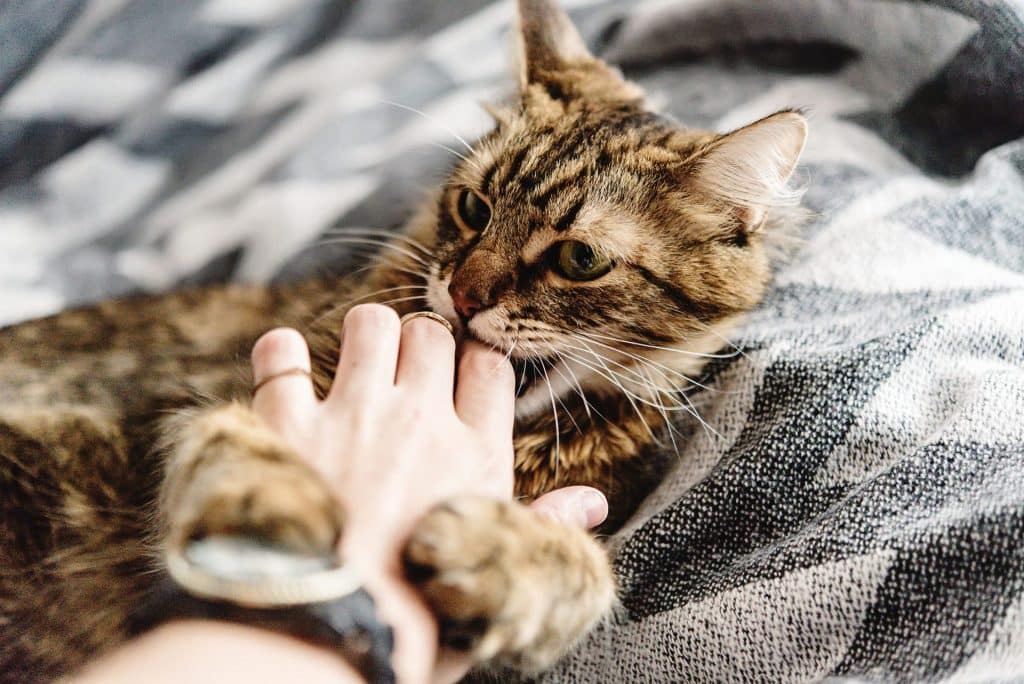 POURQUOI MON CHAT ME MORD QUAND JE LE CARESSE ? 2 3 MARS Blog 2
