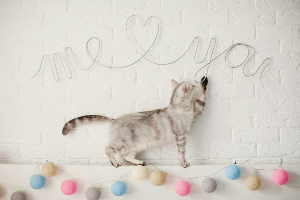 POURQUOI MON CHAT ME MORD QUAND JE LE CARESSE ? 1 Blog 1