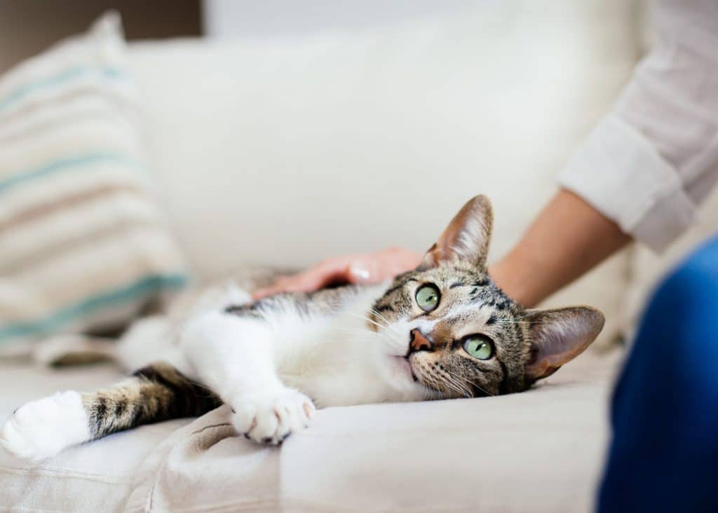 POURQUOI MON CHAT ME MORD QUAND JE LE CARESSE ? 3 Blog 3
