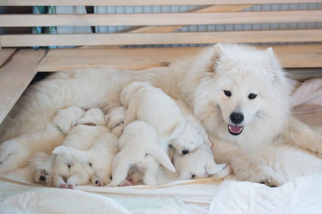 L’ATTACHEMENT DU CHIOT À SA MÈRE 1 BLOG 1