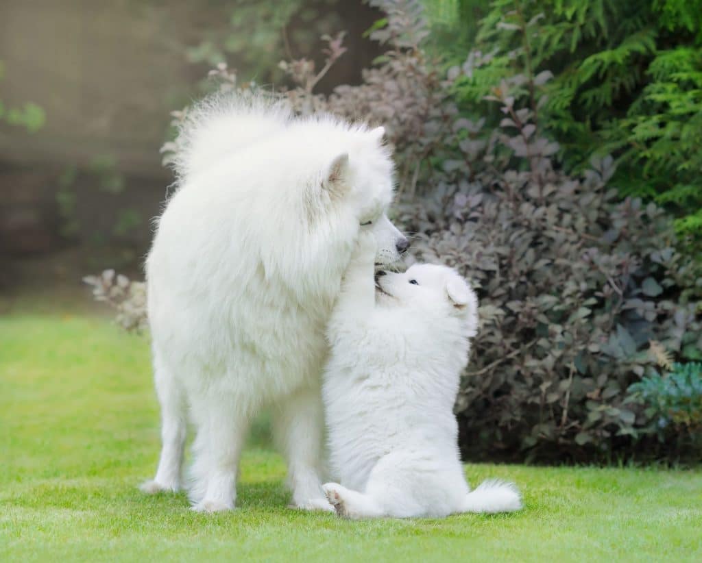 L’ATTACHEMENT DU CHIOT À SA MÈRE 2 BLOG 2
