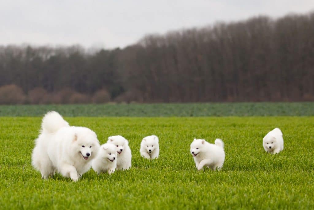 L’ATTACHEMENT DU CHIOT À SA MÈRE 3 BLOG 3