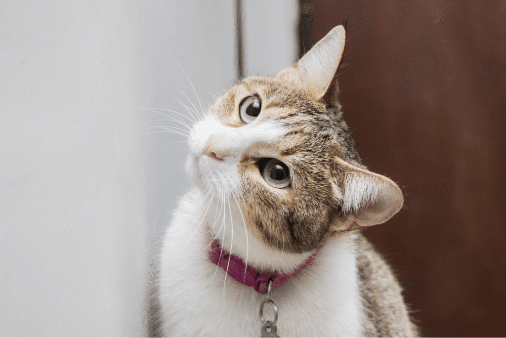 POURQUOI MON CHAT ME SUIT PARTOUT? 2 Blog 2