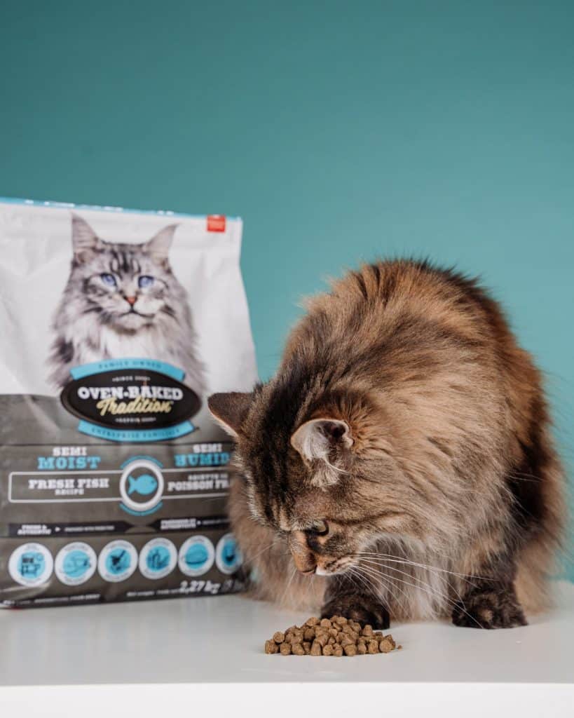 POURQUOI LES CHATS AIMENT-ILS AUTANT LE POISSON? 2 blog 2