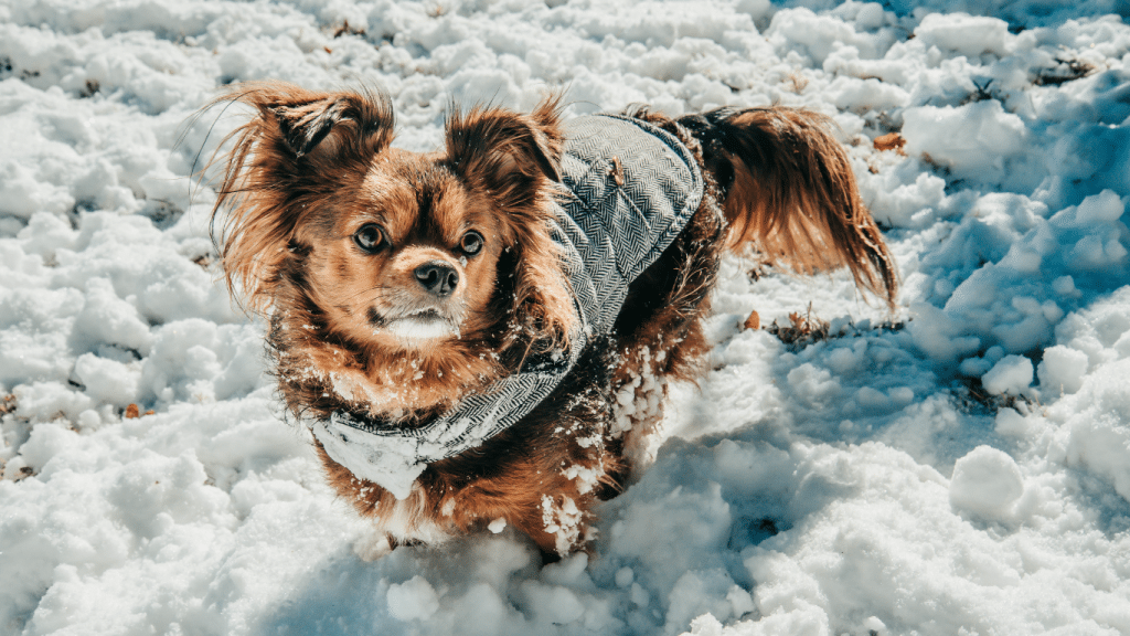 COMMENT PROFITER DE L’HIVER AVEC UN CHIEN FRILEUX? 1 IMAGE FOFRMAT BLOG
