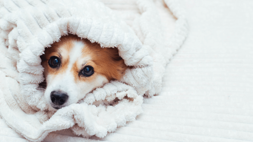 COMMENT PROFITER DE L’HIVER AVEC UN CHIEN FRILEUX? 3 IMAGE FOFRMAT BLOG 2