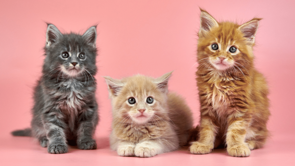 LES ERREURS À ÉVITER LORSQU’ON ADOPTE UN CHATON 1 IMAGE FOFRMAT BLOG