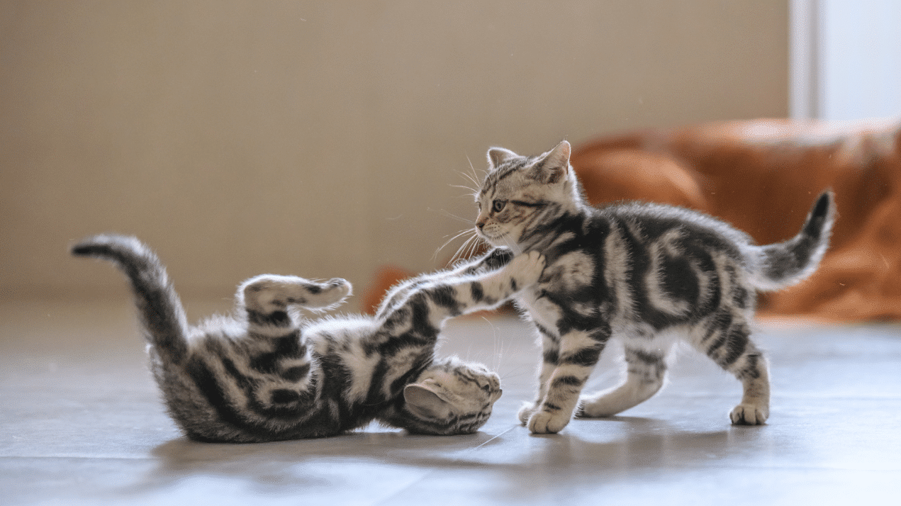 LES ERREURS À ÉVITER LORSQU’ON ADOPTE UN CHATON 2 IMAGE FOFRMAT BLOG 2 edited